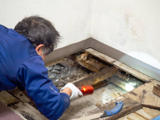 Best Office Mold Removal Services  in Springdale, NC