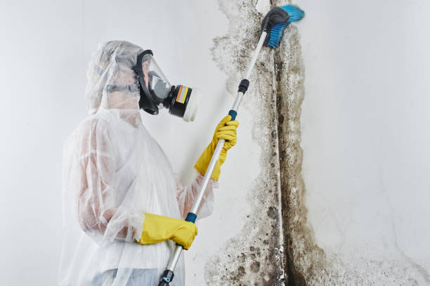 Best Local Mold Removal Service  in Springdale, NC