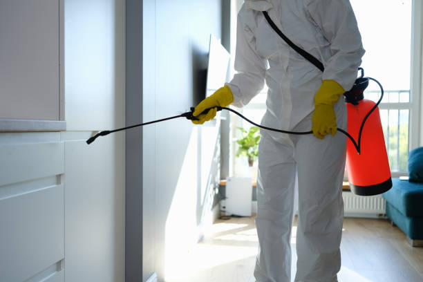 Best Mold Removal Near Me  in Springdale, NC