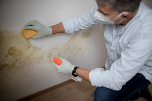 Reliable Springdale, NC Mold Removal Solutions