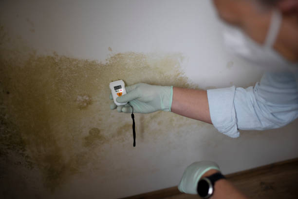 Best Mold Inspection  in Springdale, NC