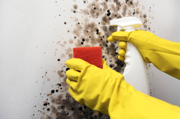 Mold Testing and Removal in Springdale, NC